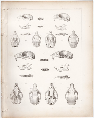Squirrels

(Red squirrel, Ground squirrel, etc.)